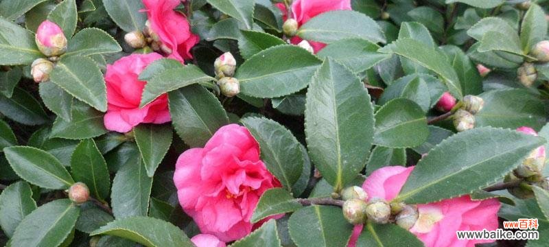 以茶梅花语为载体的寓意与象征的探索 茶梅花语