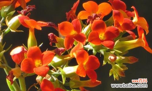 长寿花的花语和与长寿有关的传说 长寿花