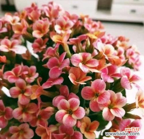 长寿花的花语和与长寿有关的传说 长寿花