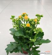 揭示长寿与吉祥的秘密 宫灯长寿花的花语