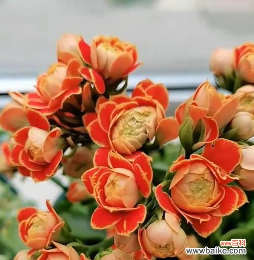 传递不同寓意的长寿花 长寿花的不同颜色花语