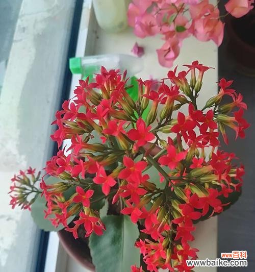 古老祥瑞的象征与美丽的花朵 长寿花