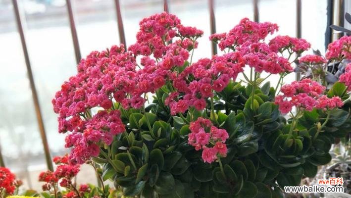 长寿花的象征意义与文化影响 以长寿花的寓意为主题的文章