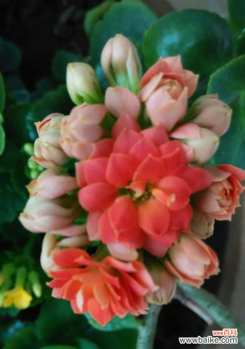 从红到白 长寿花的颜色与花语