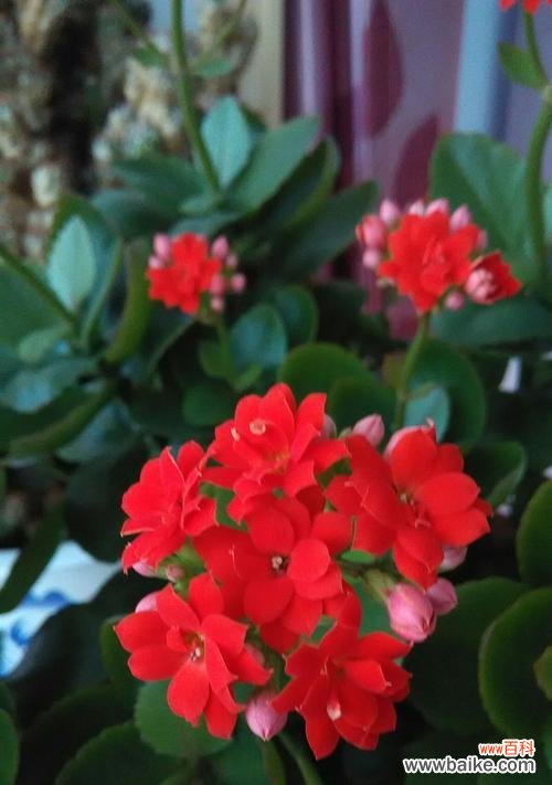 从红到白 长寿花的颜色与花语