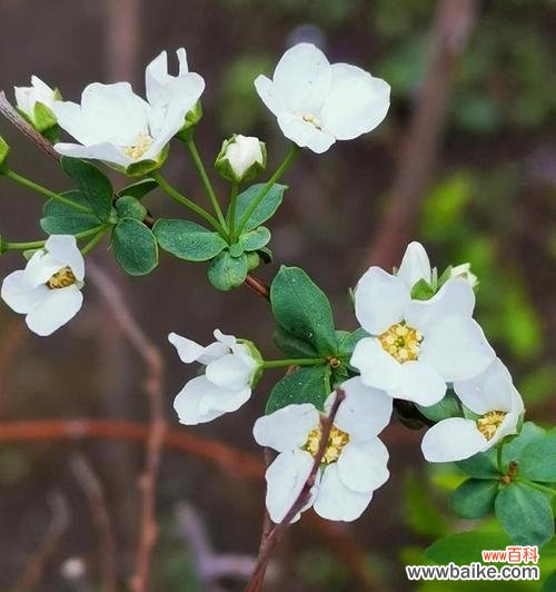 激励自己 用康乃馨的花语鼓励加油努力