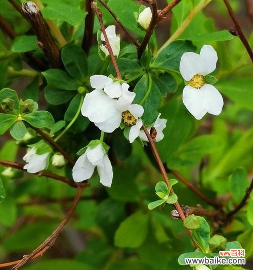 激励自己 用康乃馨的花语鼓励加油努力