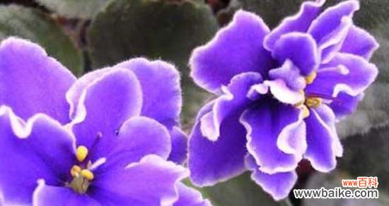 以向日葵花语为例 坚持不懈,以向日葵为花语