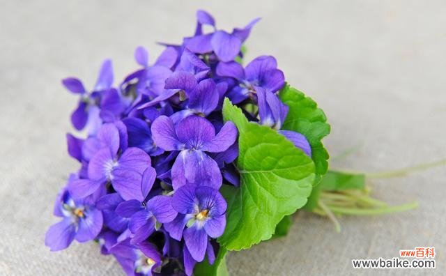 康乃馨花语传递着永恒的爱 坚持不懈的爱——以康乃馨花语为主题的文章