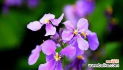 康乃馨花语传递着永恒的爱 坚持不懈的爱——以康乃馨花语为主题的文章