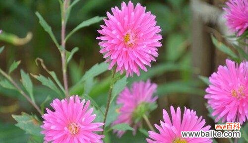 康乃馨花语传递着永恒的爱 坚持不懈的爱——以康乃馨花语为主题的文章