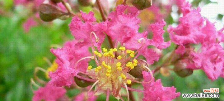 坚韧不拔 坚强不屈的花朵——菊花