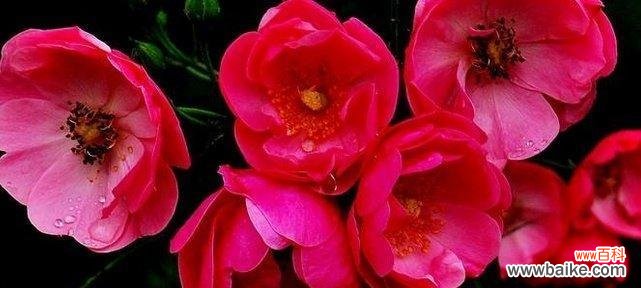 揭示爱情终结的暗示与信号 爱的终曲