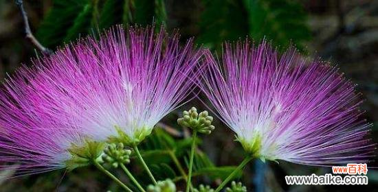 以百合花的花语探讨结束为主题 花开花落,一场不容忽视的告别