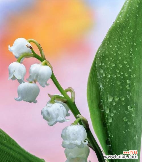 以百合花的花语探讨结束为主题 花开花落,一场不容忽视的告别