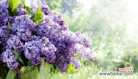 以郁金香之花语为主题的坚韧之旅 坚韧不拔,向前迈进