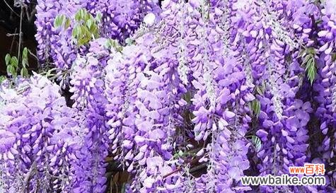 揭开爱情禁忌的面纱 禁忌之恋——以百合花的花语为主题