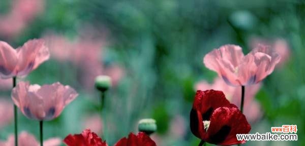预警人生的花朵 以曼陀罗花为主题的警告花语