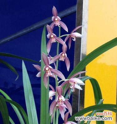 揭秘榜单之花语 金榜题名的花语