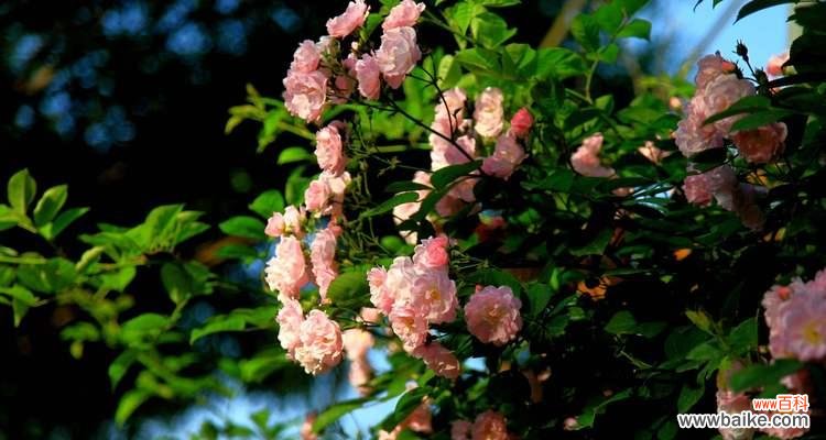 愿爱能救赎一切 以红色玫瑰的花语为主题的救赎之旅