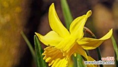 用百合花传达拒绝信息的技巧与方式 拒绝的花语——百合花的含义