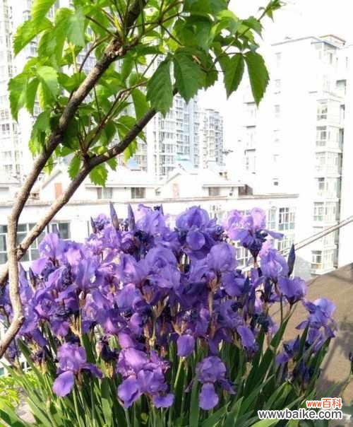 坚韧不拔的勇气与决心 倔强之花