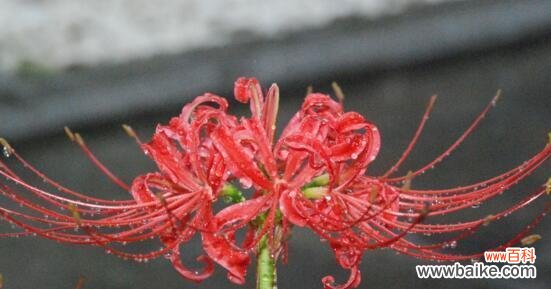 以探寻友谊背后的真相为出发点 用仙人掌花的花语揭示绝交的真相