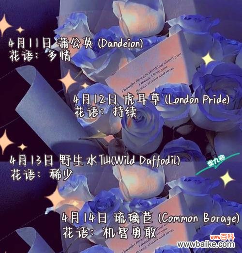 以火鹤花的花语探寻生命的奥秘 火鹤花