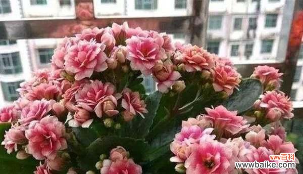 探索长寿花摘心的传统习俗及现代诠释 长寿花摘心的涵义与意义