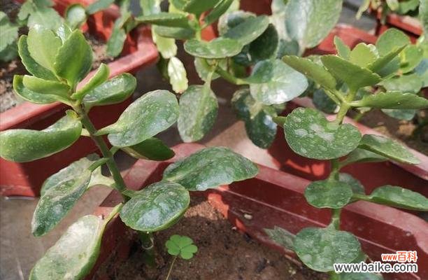 探索长寿花摘心的传统习俗及现代诠释 长寿花摘心的涵义与意义