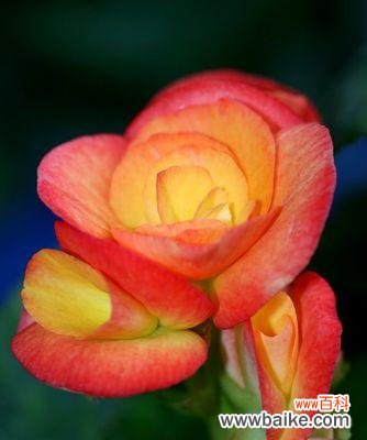 探寻橙色海棠的花语与意义 橙色海棠花语