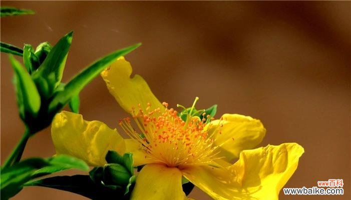 探寻橙色海棠的花语与意义 橙色海棠花语