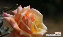 探寻橙玫瑰的花语之美 橙玫瑰之恋