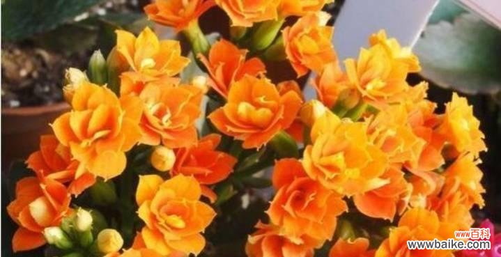 探索长寿花的花语及其象征意义 长寿花的花语