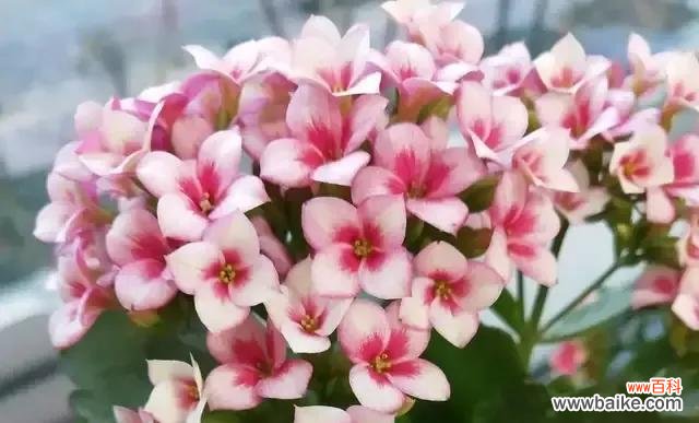 探索长寿花的花语及其象征意义 长寿花的花语