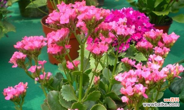 探索长寿花的花语及其象征意义 长寿花的花语