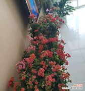 揭秘长寿花老化的奥秘 长寿花老化的原因及影响