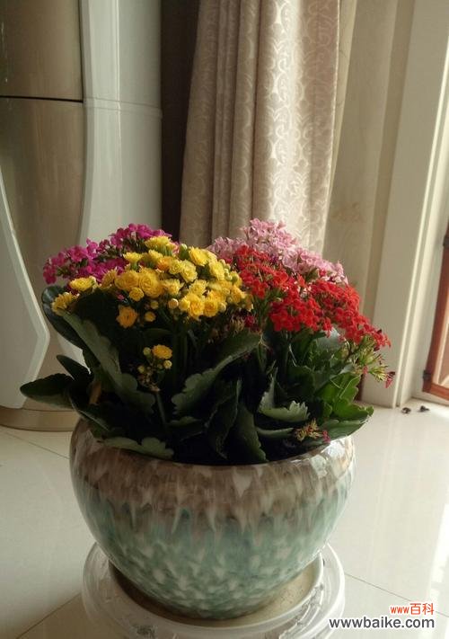 从幼儿园起 以长寿花花语幼儿园培养孩子终身学习的能力