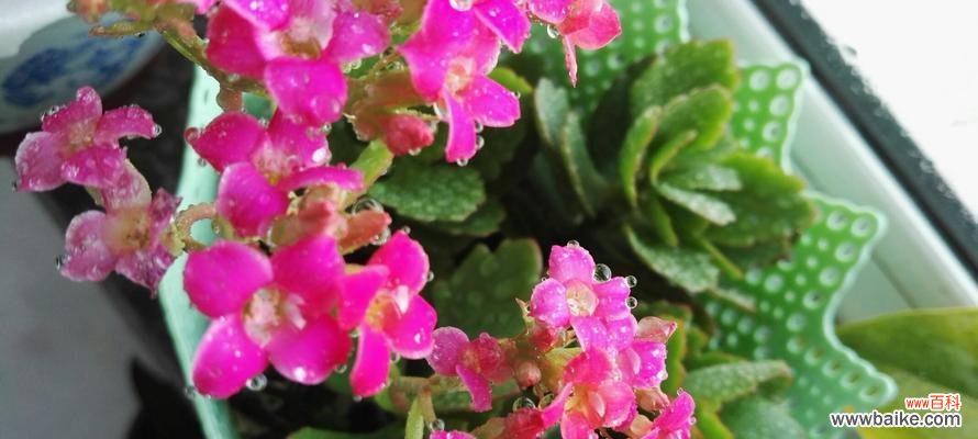 长寿花——的奇妙之花 长寿花的作用与花语