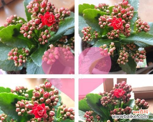 揭示长寿花的15种花语 长寿花的花语与寓意