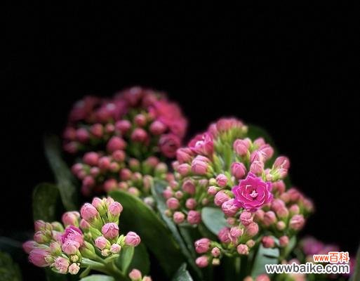 揭示长寿花的15种花语 长寿花的花语与寓意