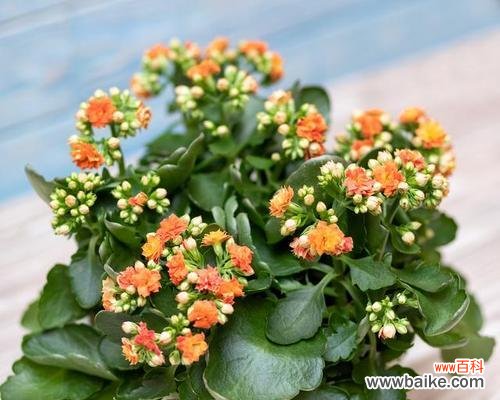 从花色看长寿花的深意 探索长寿花颜色的象征意义