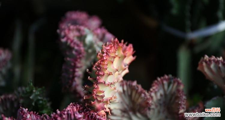 揭秘以长仙人掌的独特魅力 探索以长仙人掌的奇特特点