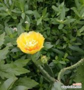 揭秘以长仙人掌的独特魅力 探索以长仙人掌的奇特特点