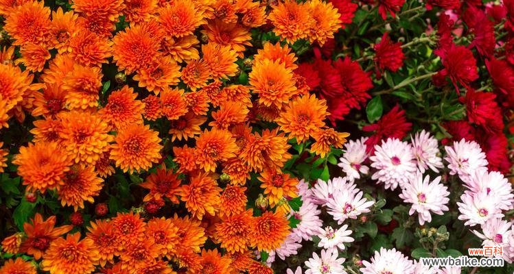 花语解读橙色菊花的含义与寓意 橙色菊花的花语-传递幸福与热情的象征