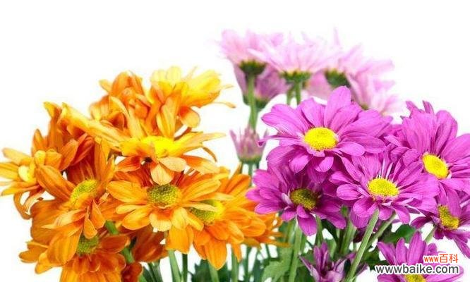 花语解读橙色菊花的含义与寓意 橙色菊花的花语-传递幸福与热情的象征