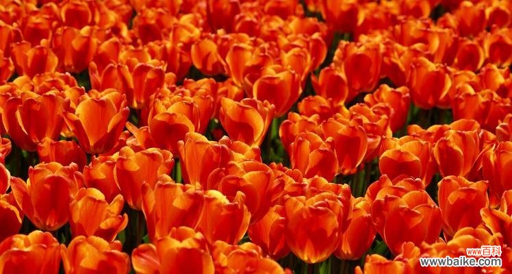 花语解读橙色菊花的含义与寓意 橙色菊花的花语-传递幸福与热情的象征