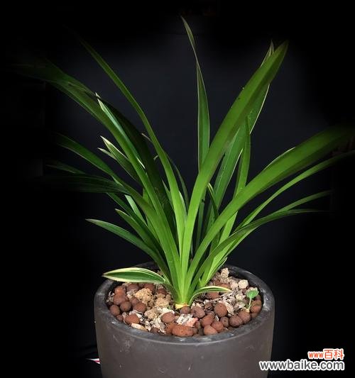 探寻春兰花语的美丽与哲理 春兰花语的深意与启示