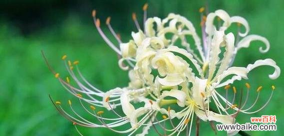 寻觅希望的绝望 绝望的爱——探寻以紫罗兰花为主题的花语