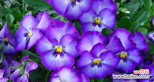 快乐的秘诀在你的微笑 以向日葵的花语为主题的快乐之旅